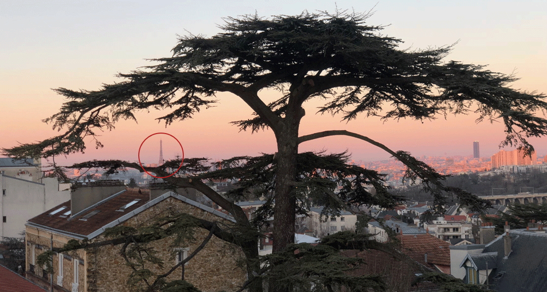 The cedre Imperial is a tree full of legends and fairytales Cedre Imperial in Meudon