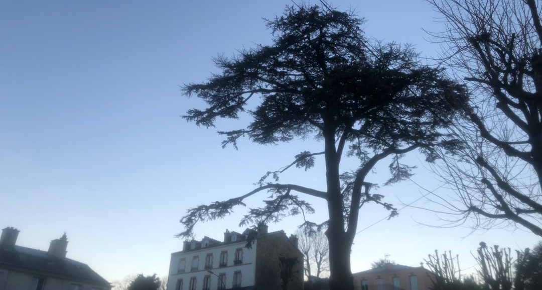 Le cèdre Imperial à Meudon