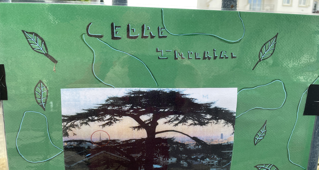 dessins d'enfants Cedre Imperial Meudon