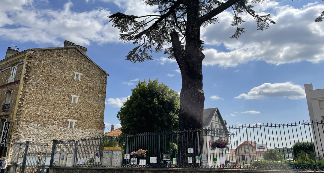 dessins d'enfants Cedre Imperial Meudon