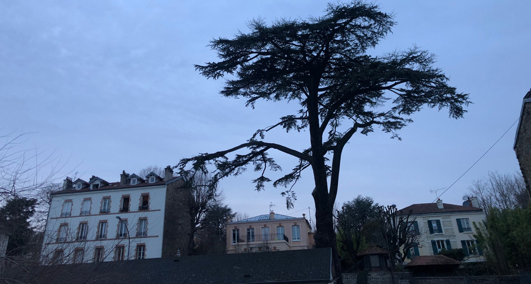 Cedre Imperial Meudon, rue de la Republique (Rue Napoleon) cedre imperial